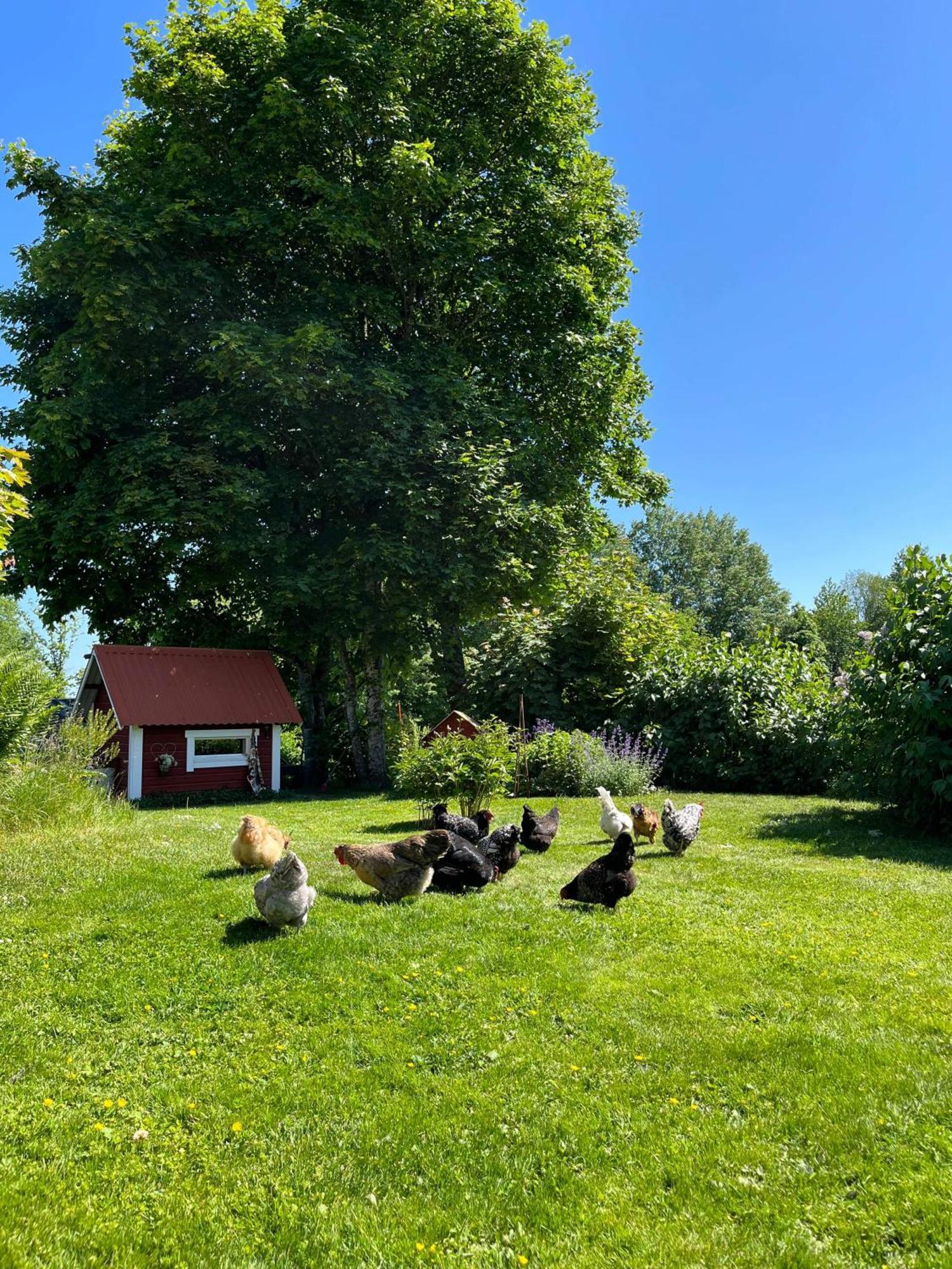 Bed and Breakfast Lavendeltorpet Haggum Zewnętrze zdjęcie